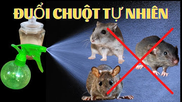 Cách Đuổi Chuột Ra Khỏi Nhà Không Sát Sinh #2