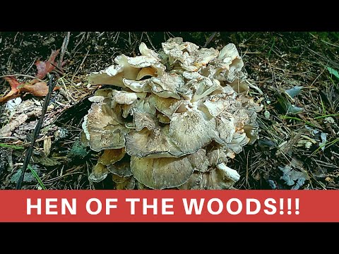 Hen of the