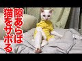 珍妙ウチューネコ、貫禄で猫をサボる My spacecat loafs on the job 2022