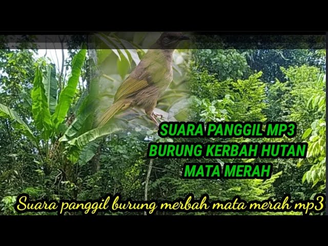 Suara panggil MP3 burung merbah mata merah sangat jitu...!!! class=