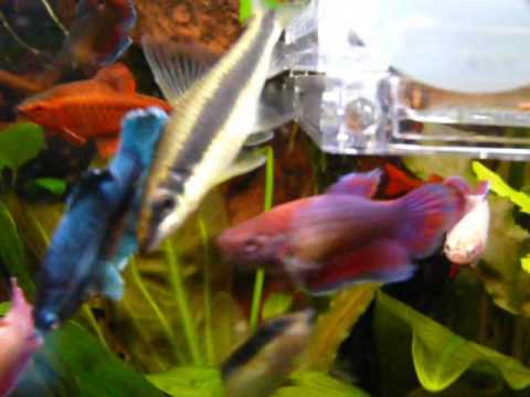 Halfmoon Bettas - Lavender & red/blue