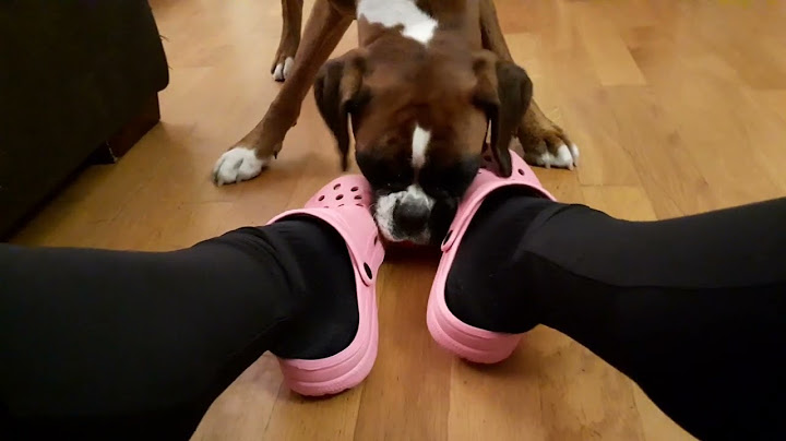 Il gioco della pallina - Cucciolo di Boxer - Boxer Puppy - 14 mesi