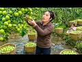 Fresh green apple harvesting process — Gardening & feeding farm animals with Nhi, Khoi & baby Tuyet