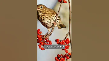 اقوة صوت سمن ممكن تسمعوا على Youtube لايك و اشتراك ليصلك كل جديد 