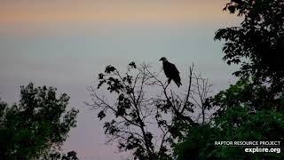 Decorah Eagles 7-20-20, 5 am-7am Sunrise, D34 at Y, parent fishing, Mom with fish to N1, D34 gets it