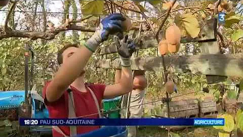 Quand est arrivé le kiwi en France ?
