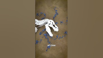 Thumbnail of How Fossilization Works 🤔