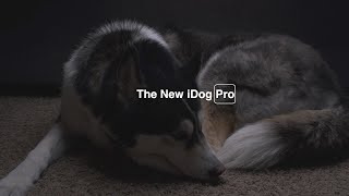 If Apple Made A Dog Commercial by Onyx The Husky 150 views 2 years ago 1 minute, 30 seconds