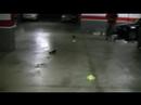 RC18R Team Associatted Drift pruebas HobbyPlay