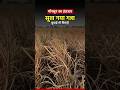 Delayed Rains Hit Sugarcane Farming in Pune #sugarcanefarming #monsoonupdate