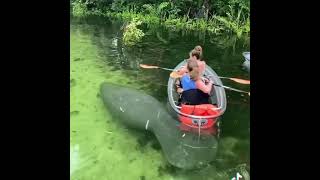 Manatee with her calf 😍