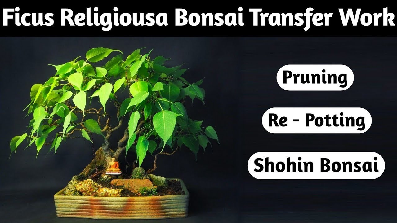 Bonsai Repotting Techniques: Step-by-Step Guides