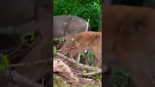 Deer In The Yard
