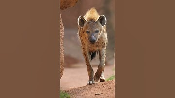 Thumbnail of hyena sound