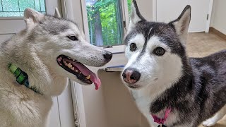 Taking My Huskies To the Vet For Yearly Checkups