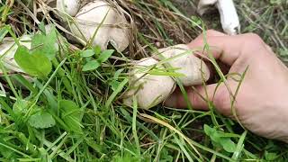 Blasser Pflaumen-Rötling, essbare Pilze