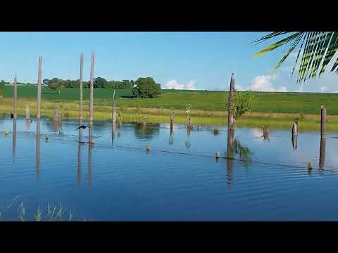 Cena rara pata doméstica com patinhos filho de Pato selvagem nadando na represa linda natureza.