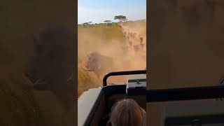 Wild Boar Stampede Hits Safari Jeep Pengers Panic