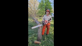 Cutting Small Diameter Yard Trees
