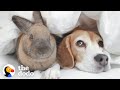 Beagle and bunny are basically sisters  the dodo