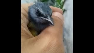 Burung Cucak Kelabu Jantan dan Betina