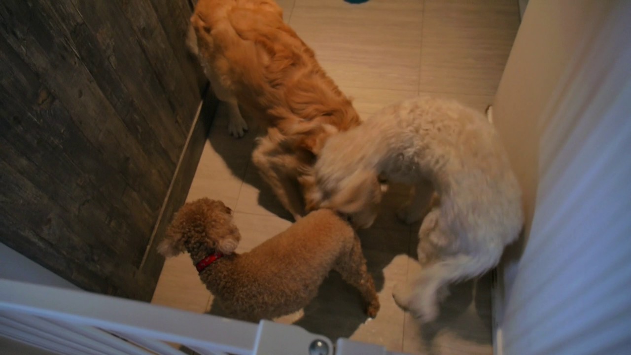 choir songs Tiny Cabbage The Poodle Bullies Big Boss the Goldie Part 1