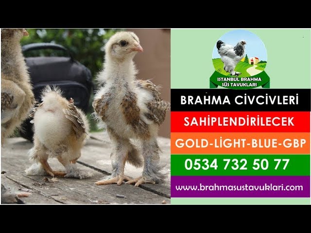 brahma civcivleri satilik 534 732 50 77 youtube