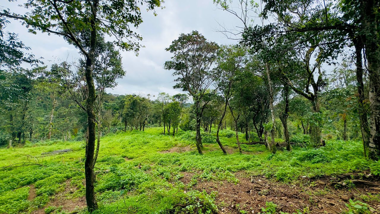 2 acres beautiful property for sale in sakleshpur 🌱(#26)