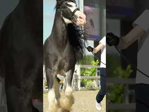 Video: Exmoor Pony