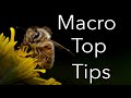 Macro photography tutorial: Equipment, lighting and settings