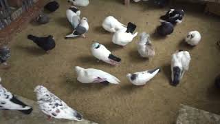 #Pigeons.Почему некоторые усердно стараются опровергнуть армянские породы голубей.