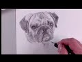 Drawing a dog, mops