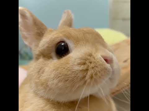 sniff sniff food