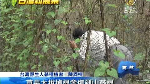 【台湾人参_美丽台湾】娇贵台湾野生种人参 草岭复育成功 - 天天要闻