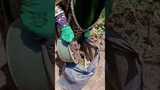 Don't Throw Away Weeds! Turn Them into FREE Fertilizer 🌱✨ #Shorts