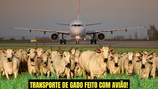 TRANSPORTE DE GADO NO AVIÃO - Mais de 300 bovinos exportados para a África.