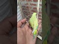 Real Bond with My Budgie 💚 | So Peaceful! #shortvideo #birds #pets