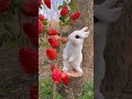 Cute Rabbit Eating Strawberries Viral Shorts Strawberry