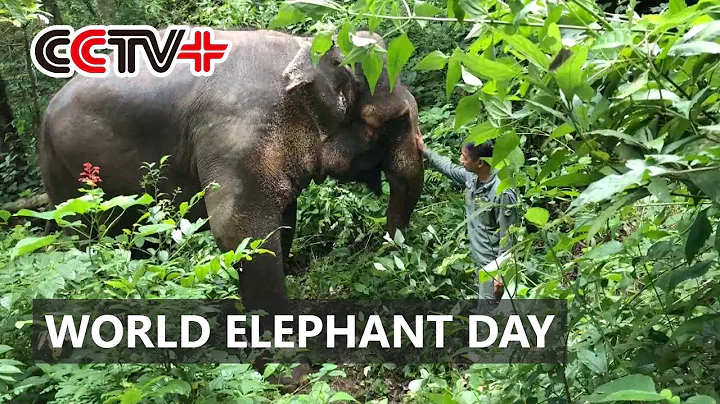 Asian Elephant Protection Center in China Enjoys Conservation Achievements on World Elephant Day - DayDayNews