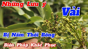 Các dấu hiệu cây vải,bị nấm sương mai thán thư,thối hoa cách khắc phục.