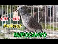 Download Lagu ciri perkutut katuranggan Rupo cahyo