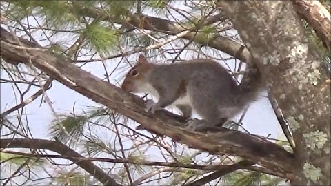 Squirrels Climbing and Jumping on Trees