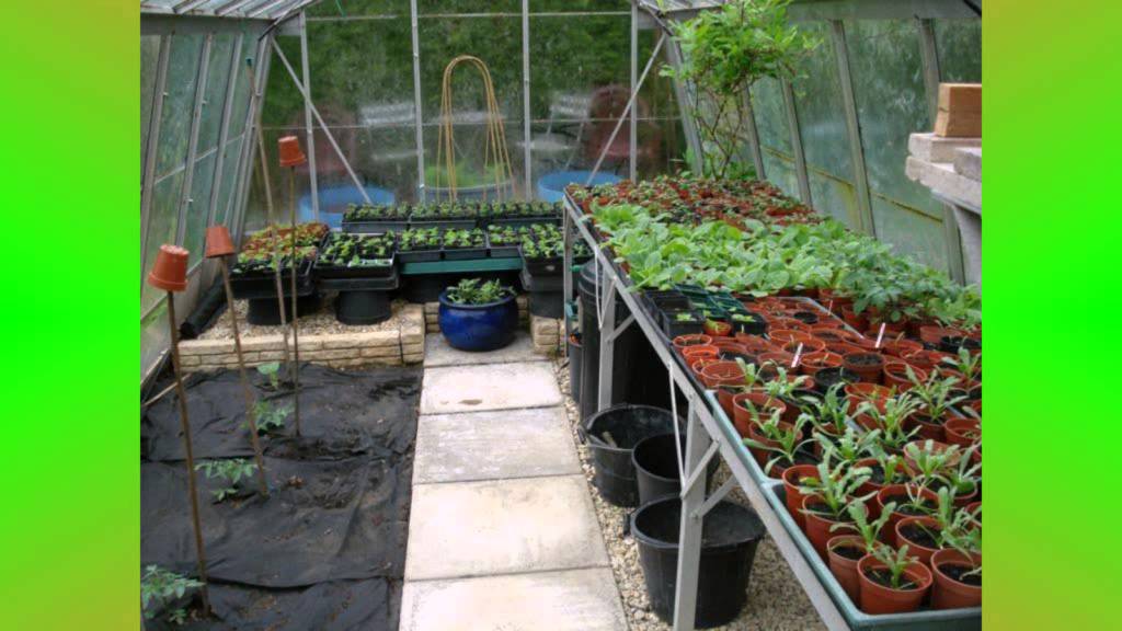 Чем отличается парник от теплицы?