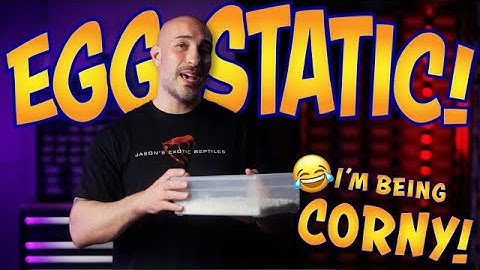 How to pull and incubate snake eggs!