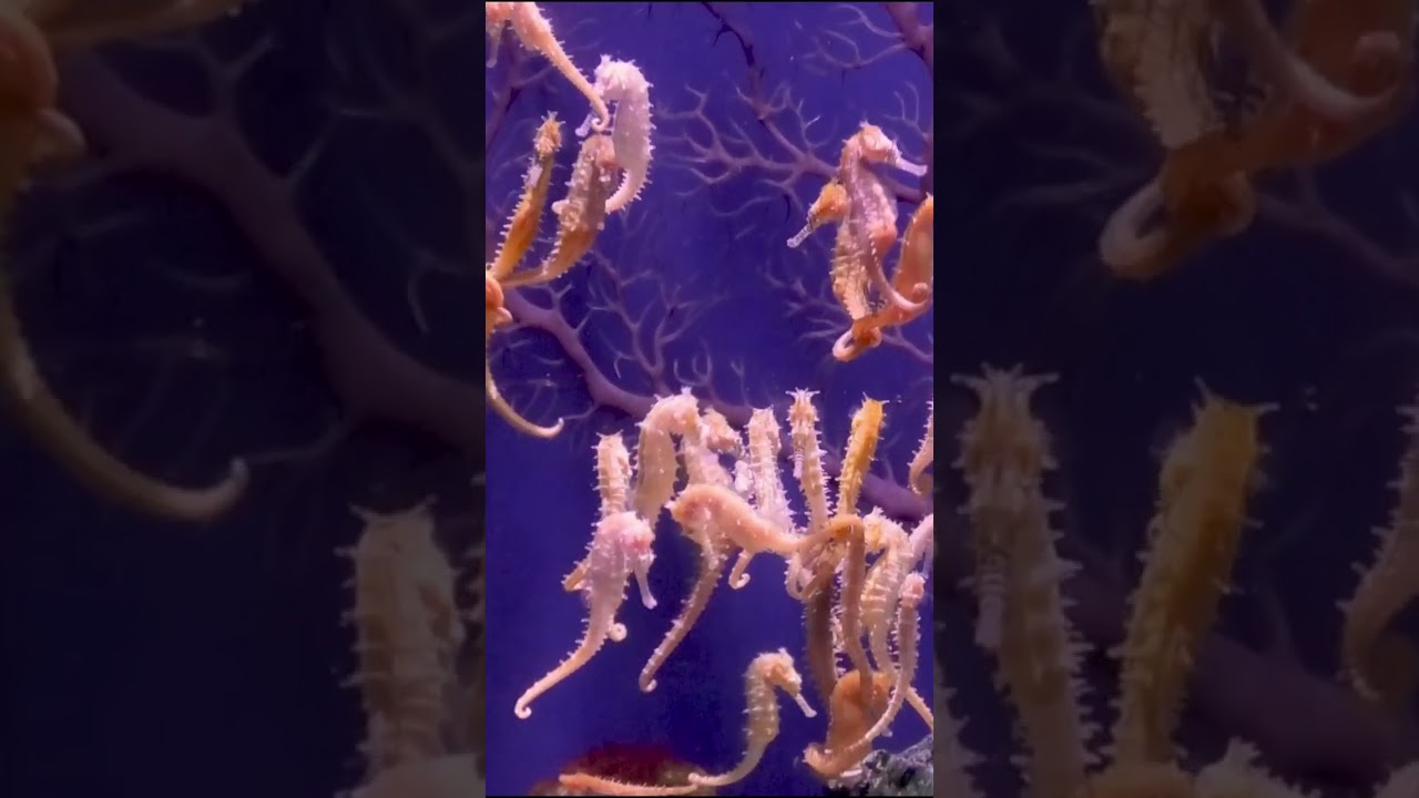 Miniatura de Hipocampo