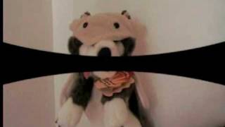 Vlk v rouše beránčím na videu