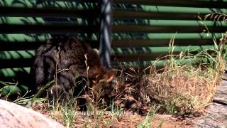 Greg, soigneur en Tasmanie