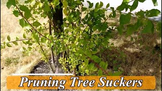 Tree Suckers  What they are and how to remove them