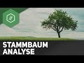 Stammbaumanalyse Einfach Erklärt