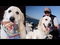 My Funny Dog Walks On the Beach and Eats His Favorite Treats